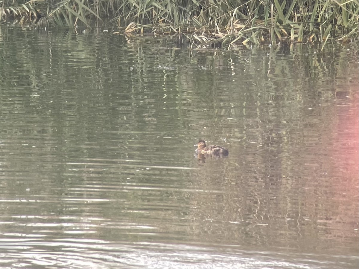 Ruddy Duck - ML491440941