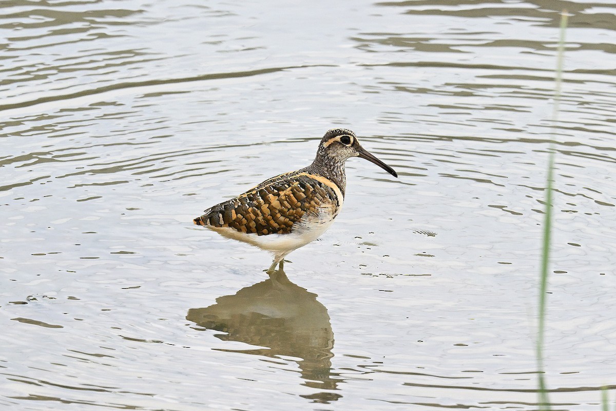 Greater Painted-Snipe - ML491441351