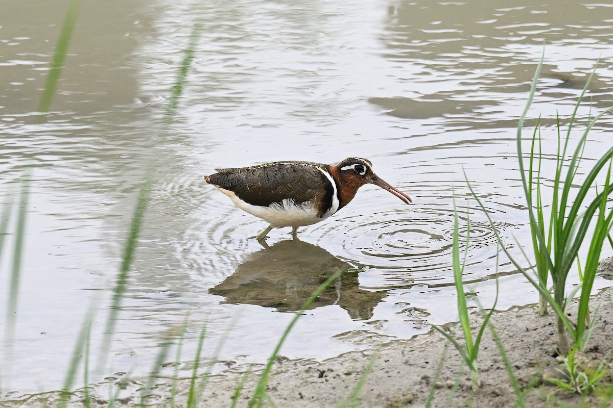Greater Painted-Snipe - ML491441361