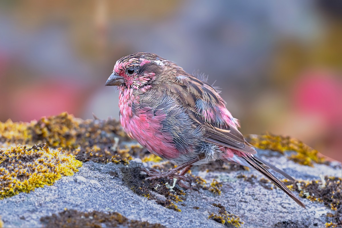 Himalayan White-browed Rosefinch - ML491441521