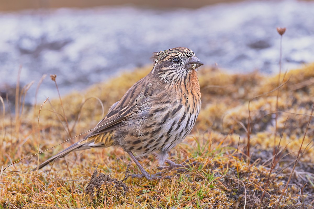 Himalayan White-browed Rosefinch - ML491441651