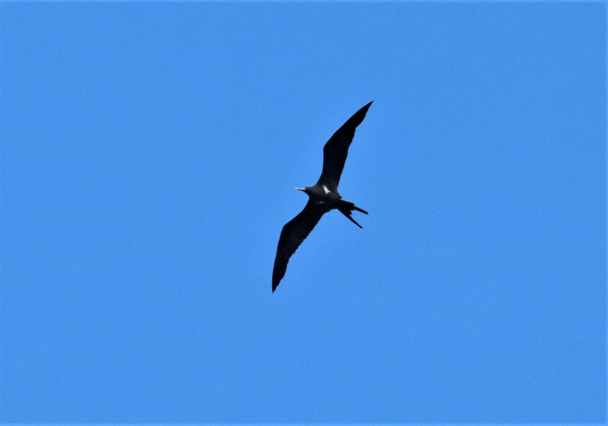 Great Frigatebird - ML491441711