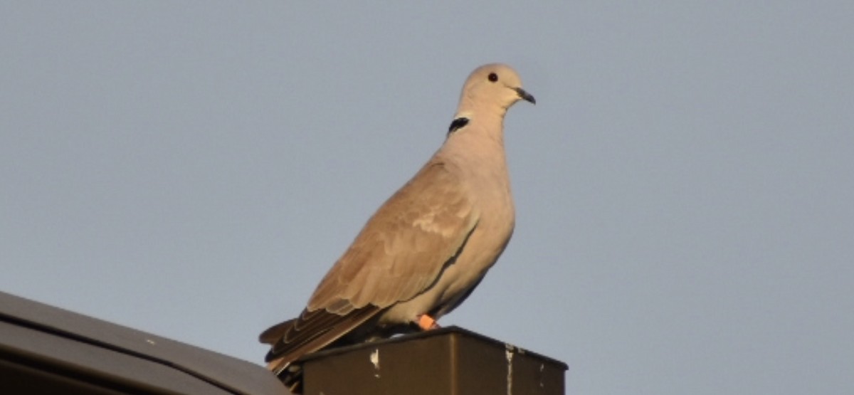 Eurasian Collared-Dove - ML491441841