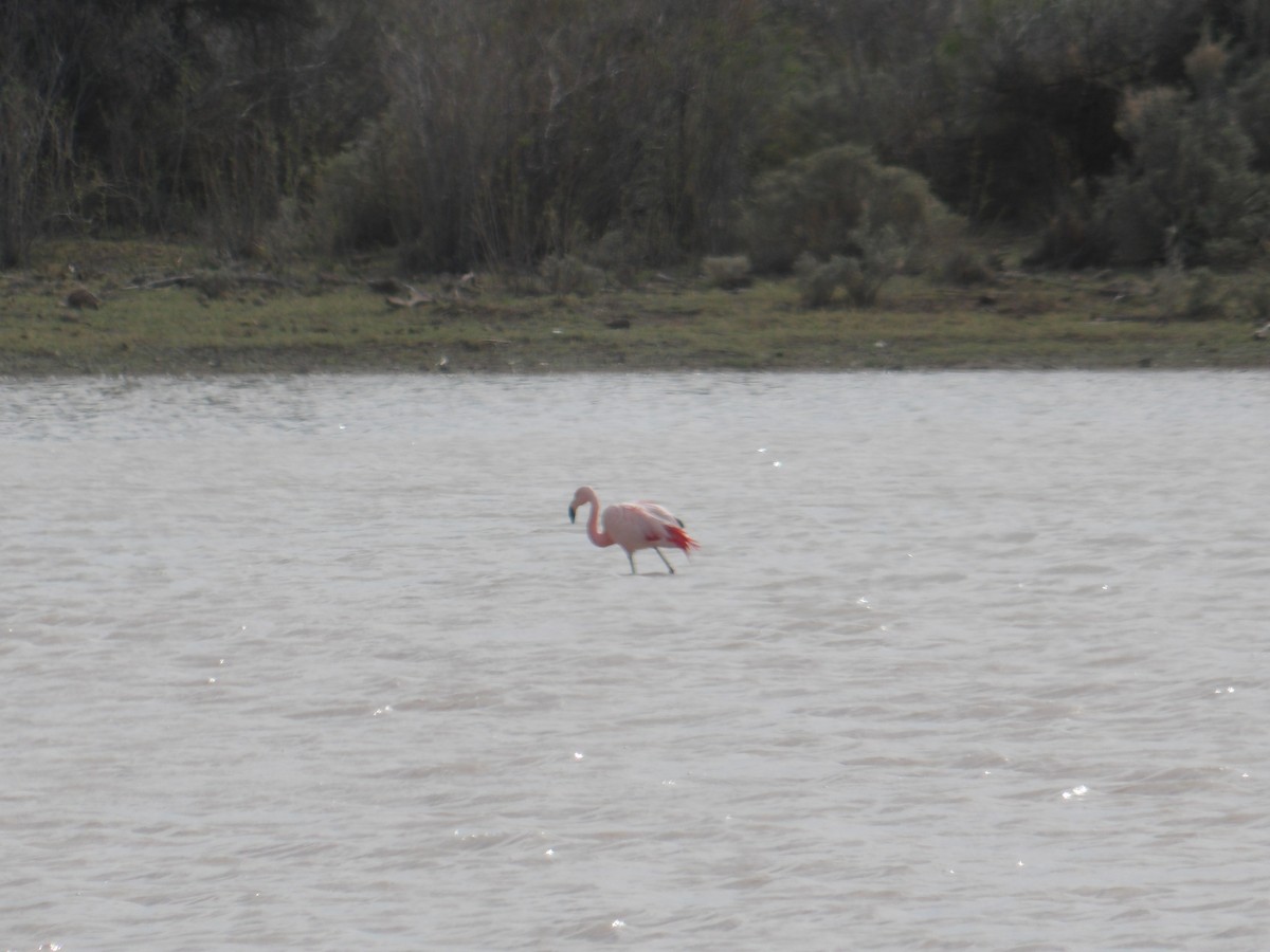 Chilean Flamingo - Miguel Pardo