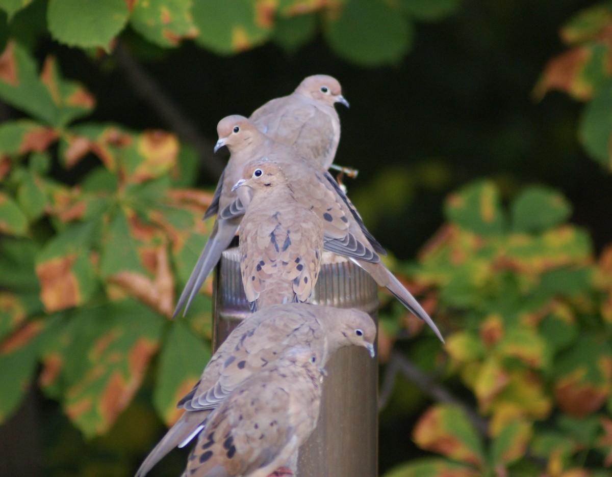 Mourning Dove - ML491443231