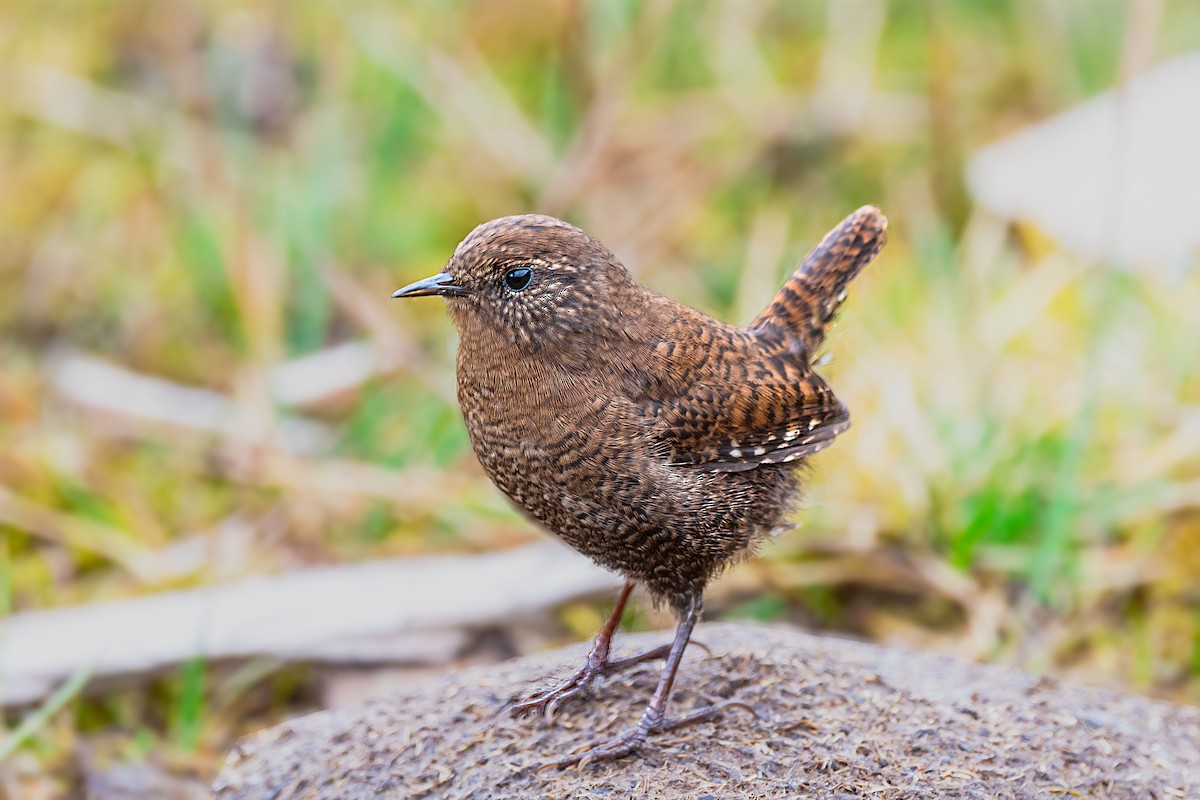 Eurasian Wren - ML491444191