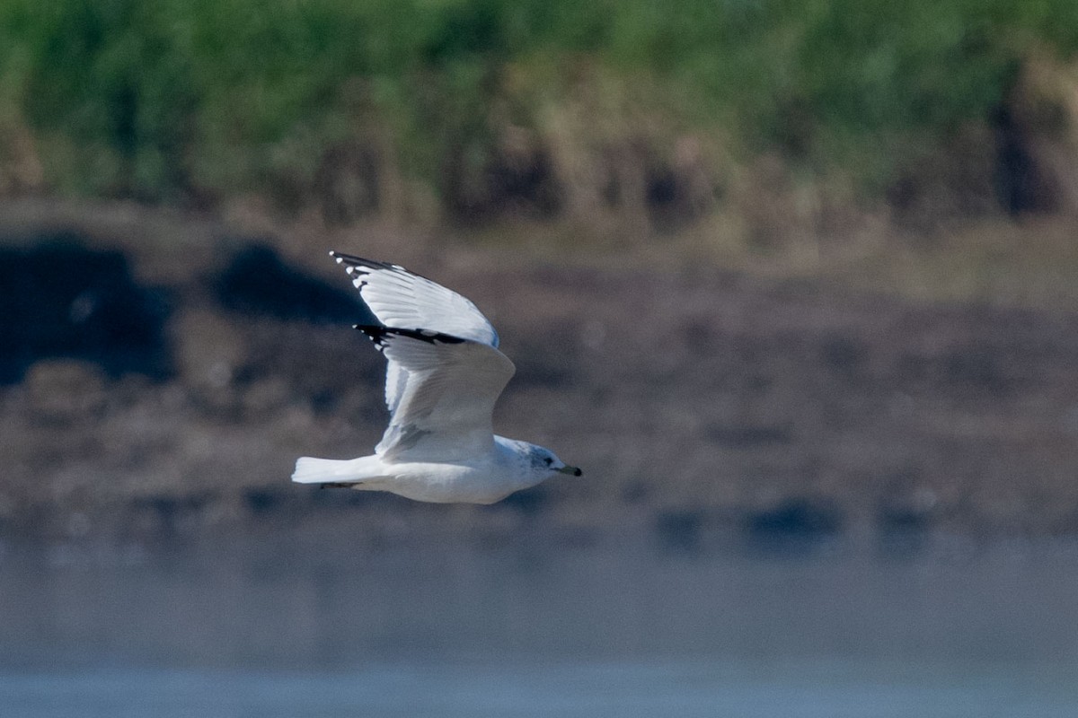 Short-billed Gull - ML491444841