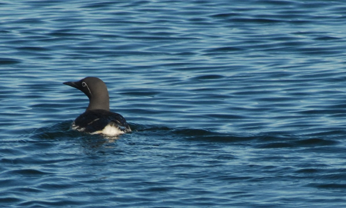 Common Murre - Jean-Claude Richard