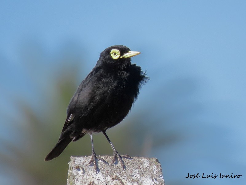 Spectacled Tyrant - ML491447371