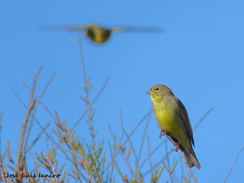 Grassland Yellow-Finch - ML491447871