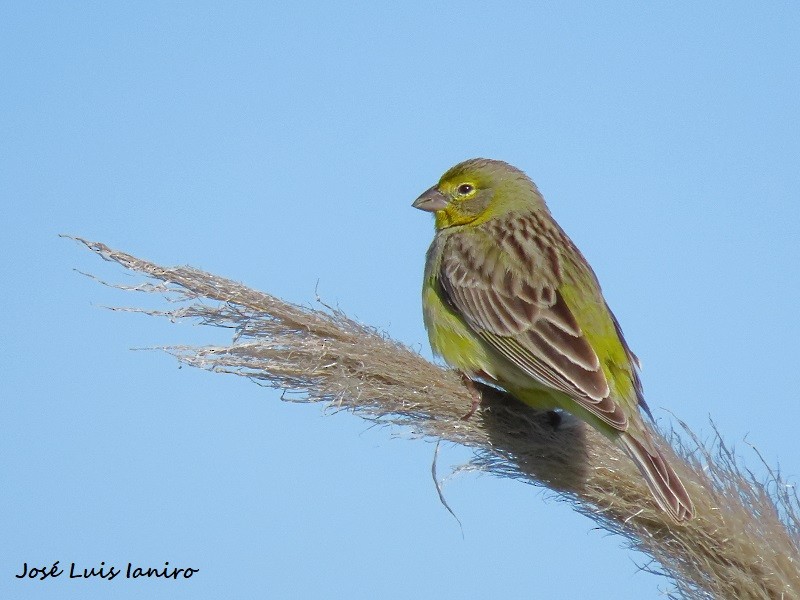 Grassland Yellow-Finch - ML491447881