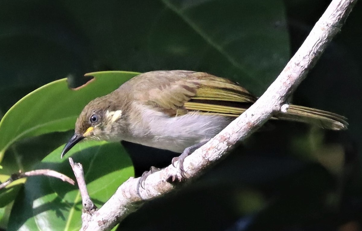 Mimic Honeyeater - Steve James