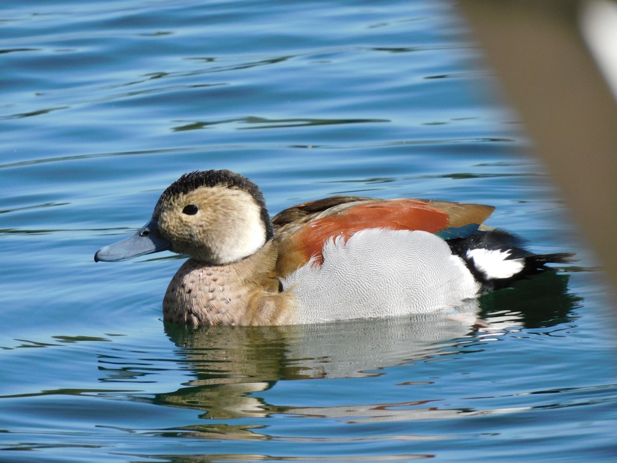 Ringed Teal - ML491449621