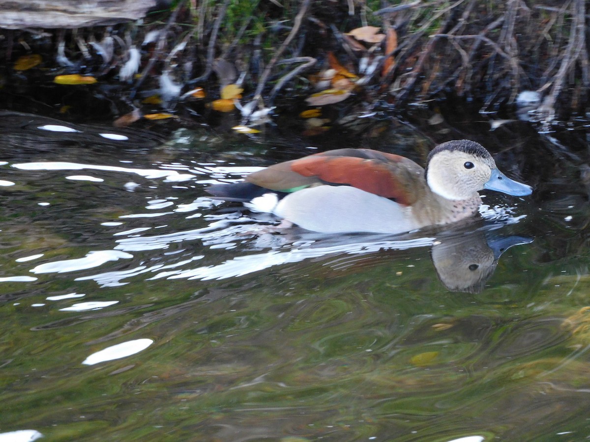 Ringed Teal - ML491449631