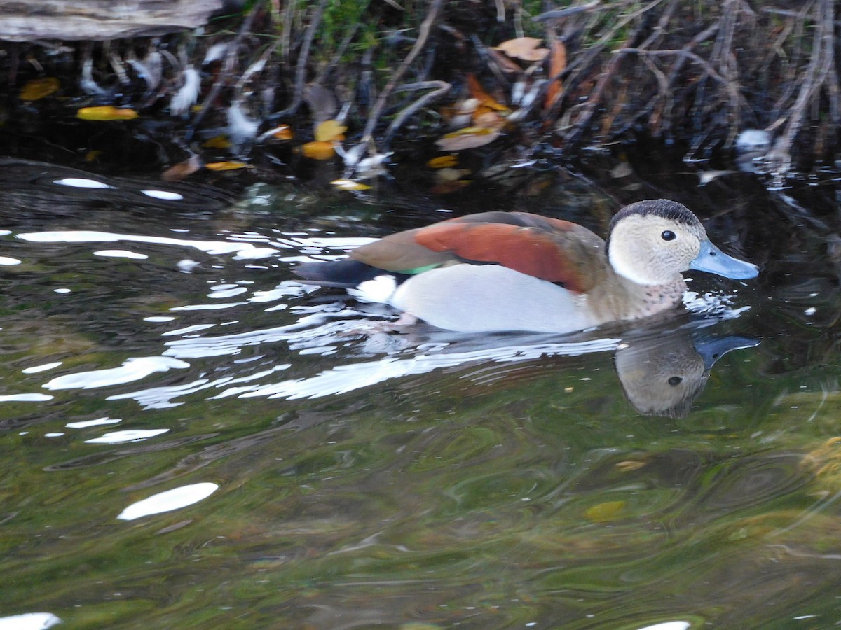 Ringed Teal - ML491449631