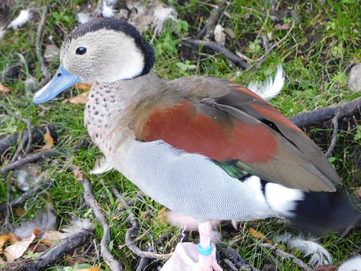 Ringed Teal - ML491449641