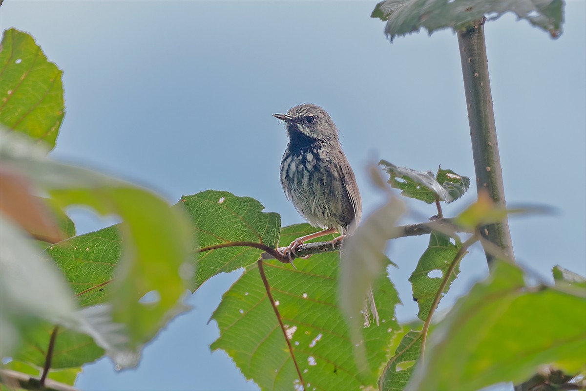 Black-throated Prinia - Rajkumar Das