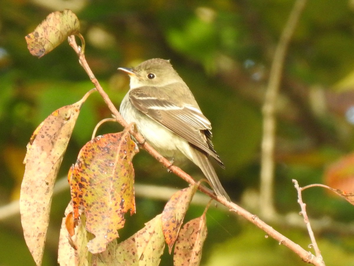 Empidonax sp. - ML491451061