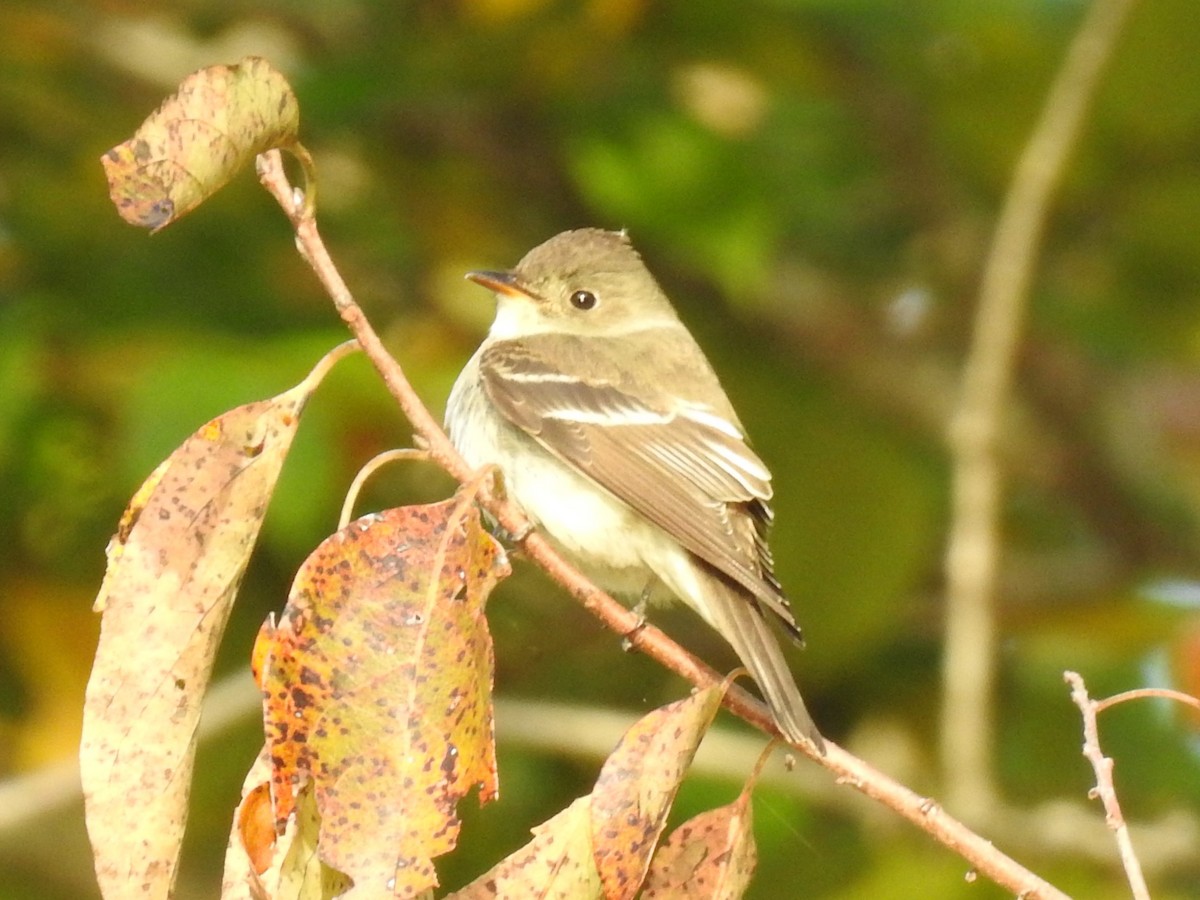 Empidonax sp. - ML491451071