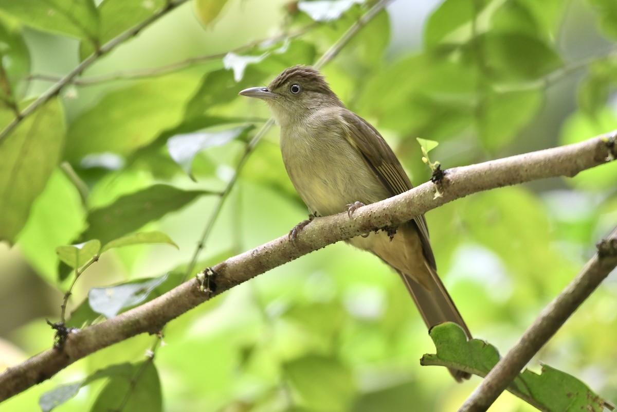 Olive Bulbul (Baker's) - Teeranan Tinpook