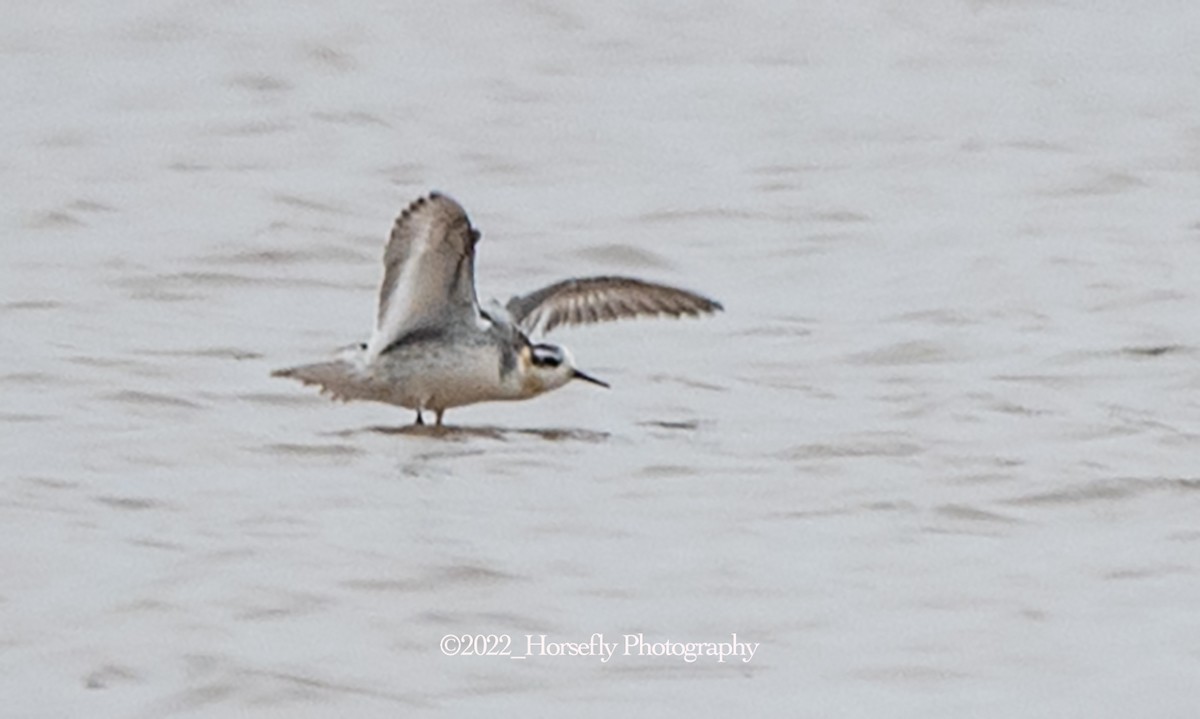 Red Phalarope - Trina Arnold