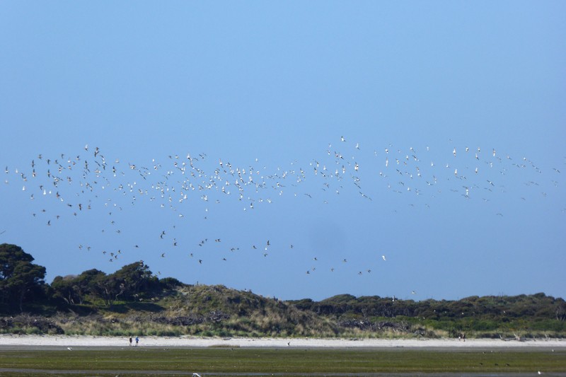 Red Knot - Ken George