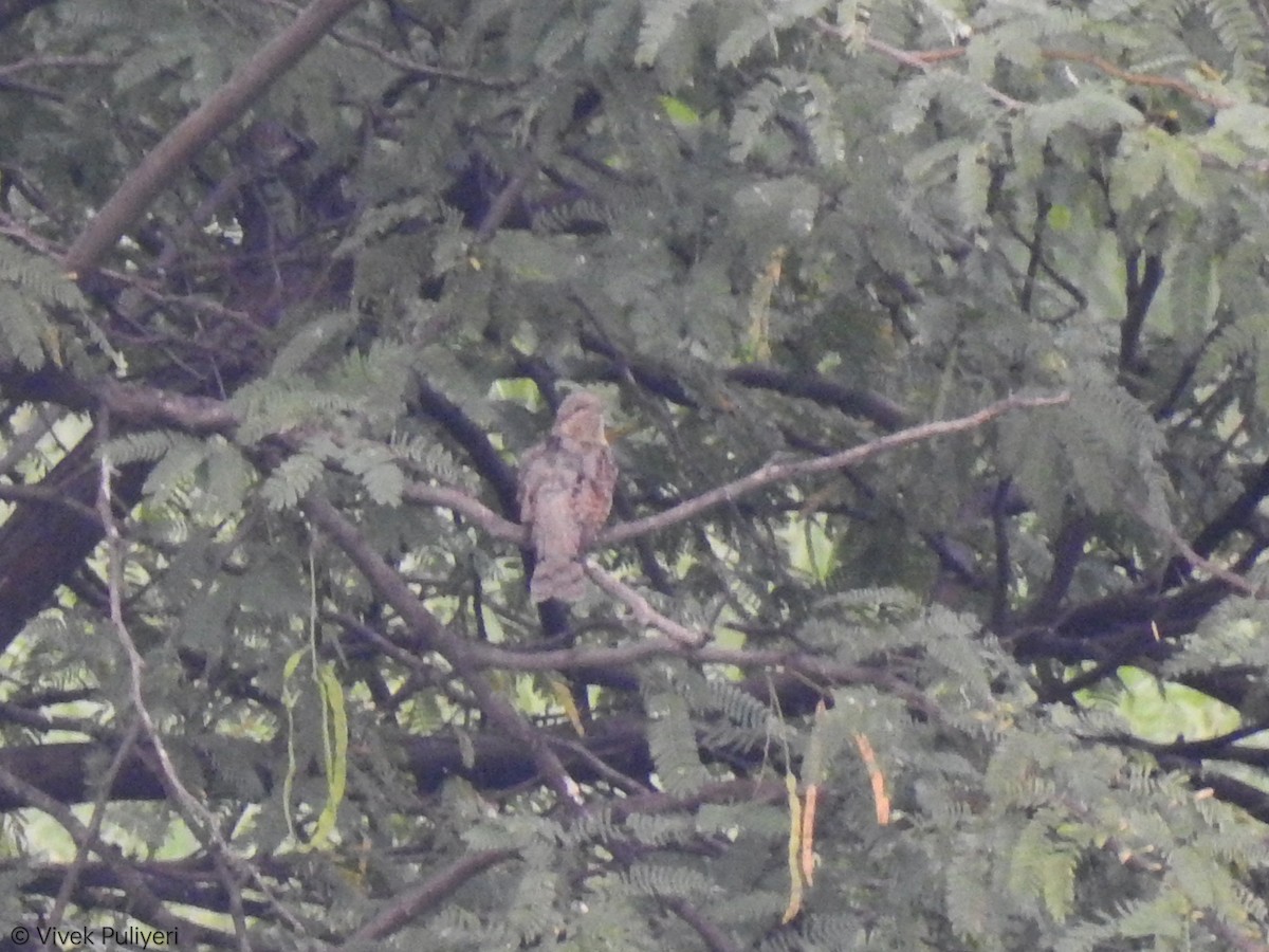 Eurasian Wryneck - Anonymous