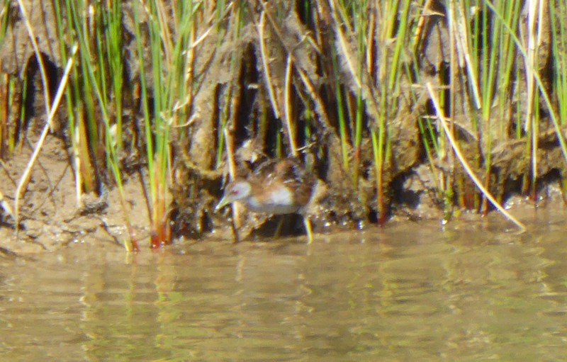 Baillon's Crake - ML49145461