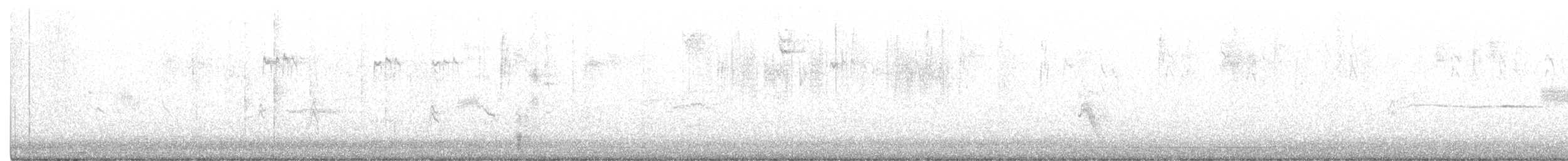 Catharus sp. - ML491454681