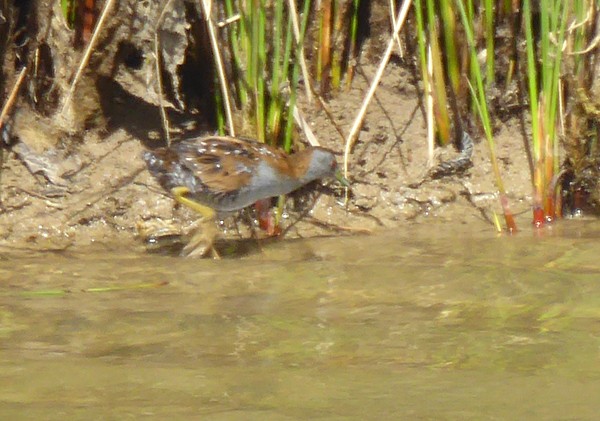 Baillon's Crake - ML49145471