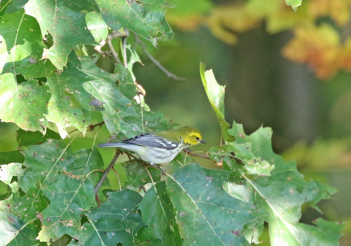 Black-throated Green Warbler - ML491455081