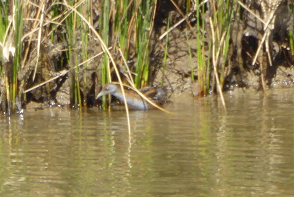 Baillon's Crake - ML49145521