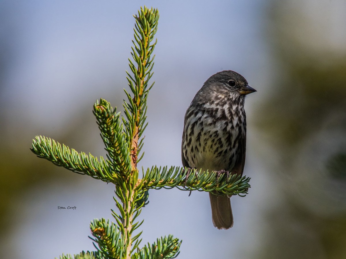 Fox Sparrow - ML491455971