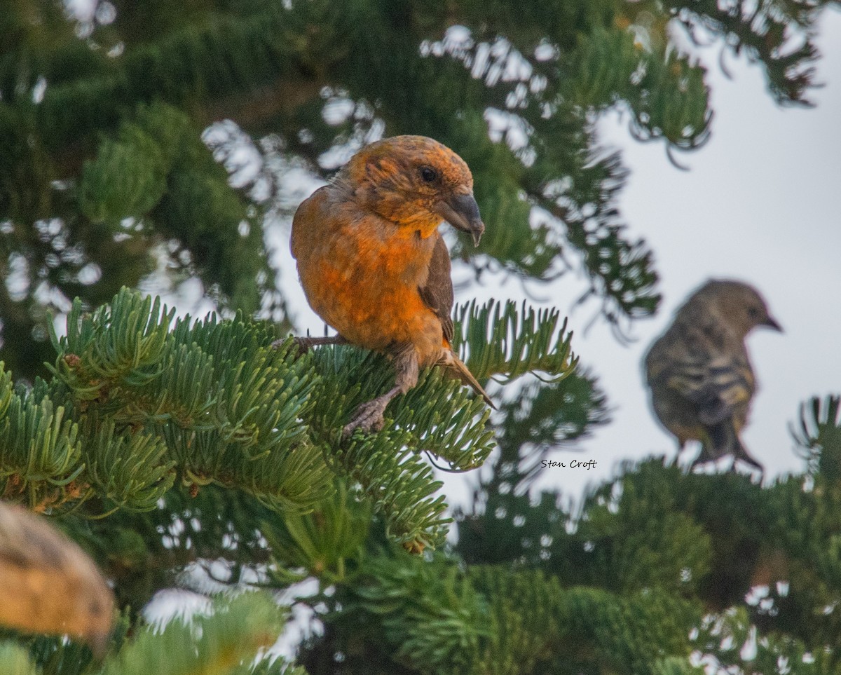 Red Crossbill - ML491456301