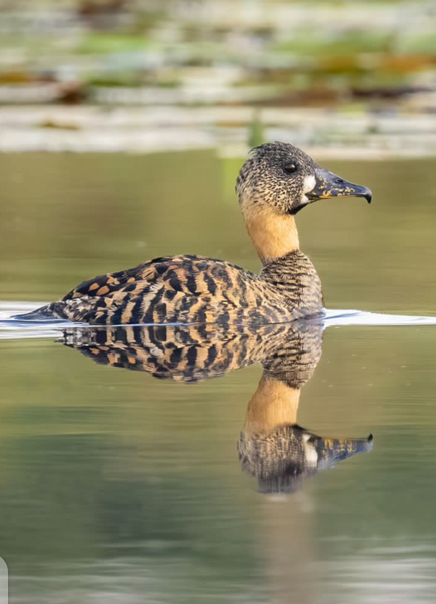 White-backed Duck - ML491456551