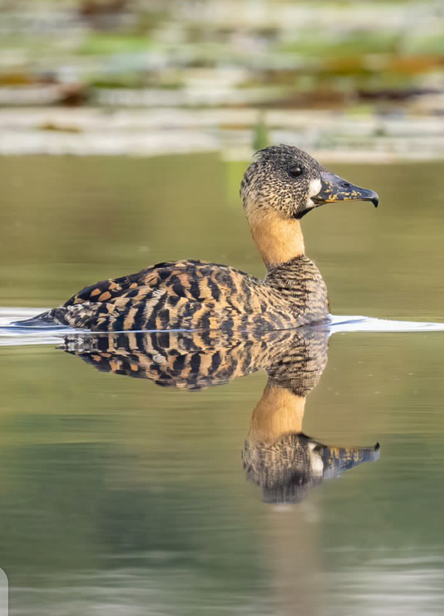 White-backed Duck - Arshley Brian