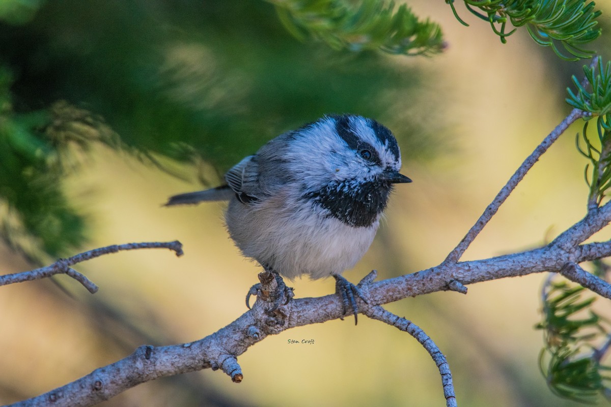 Mountain Chickadee - ML491456871