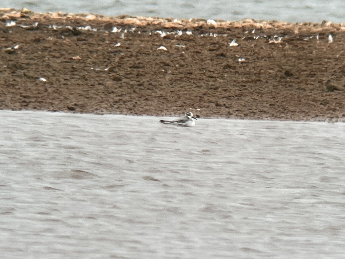 Phalarope à bec large - ML491456951