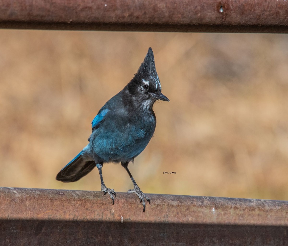 Steller's Jay - ML491457041