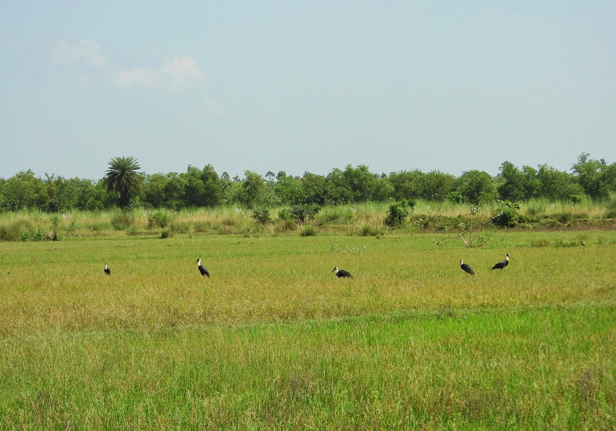 Asian Woolly-necked Stork - ML491457341