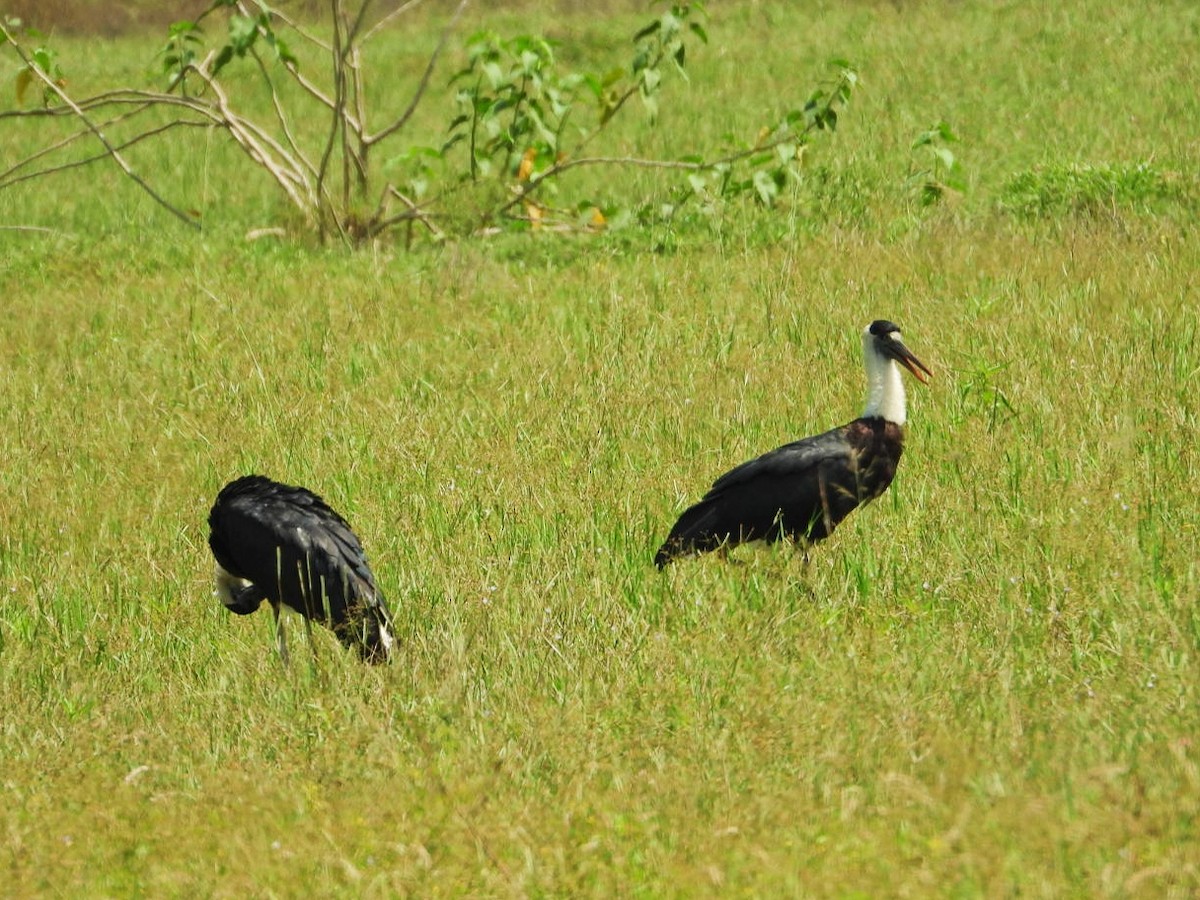 Asian Woolly-necked Stork - ML491457411