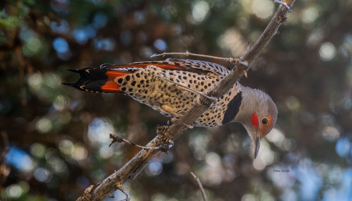 Northern Flicker - stan croft