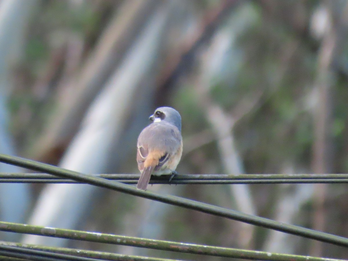 Gray-backed Shrike - ML491457591