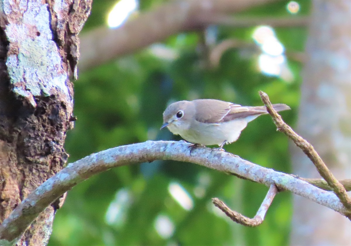 Asian Brown Flycatcher - Naret Kunthawong