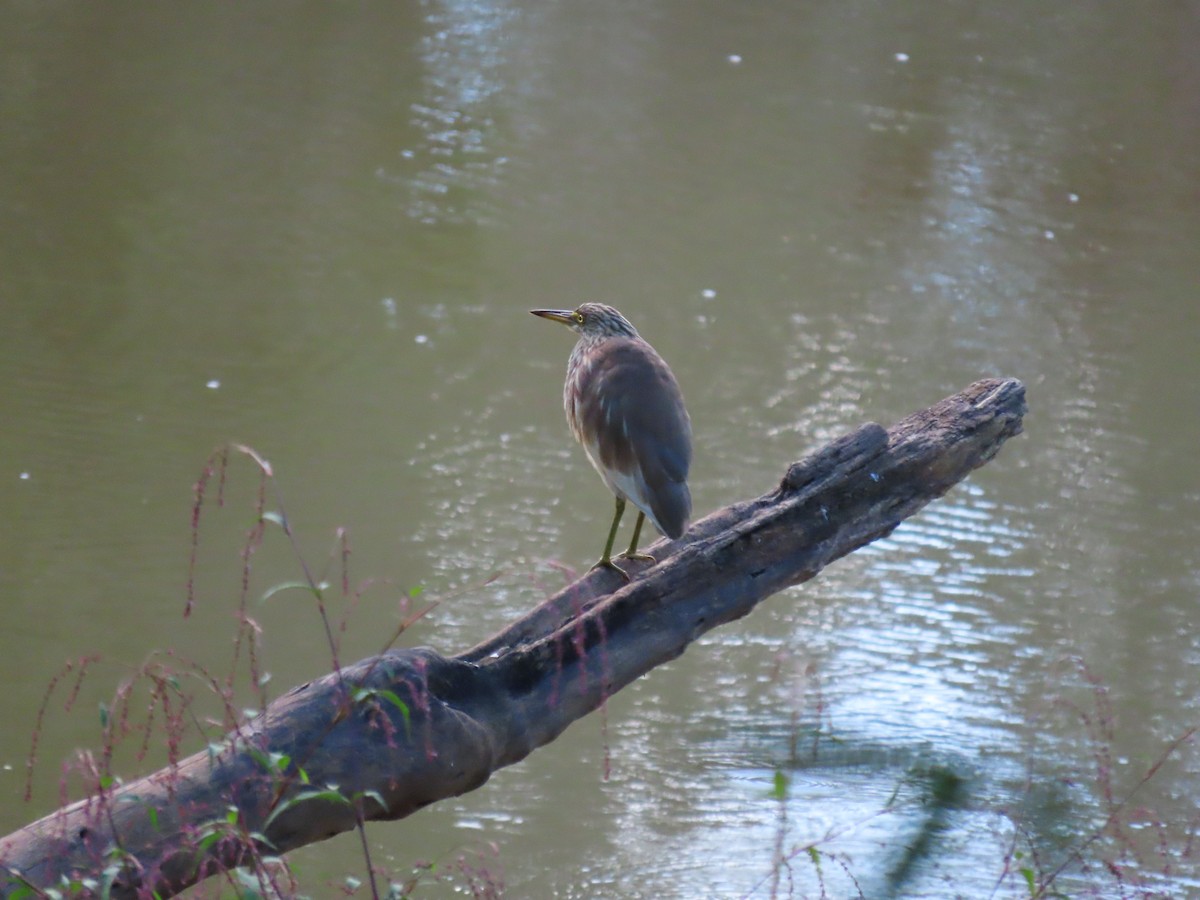 pond-heron sp. - ML491458181