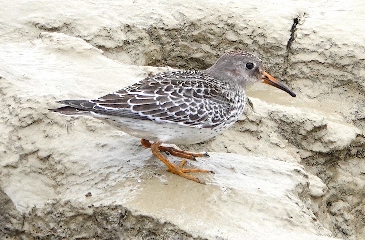 Purple Sandpiper - ML491458801