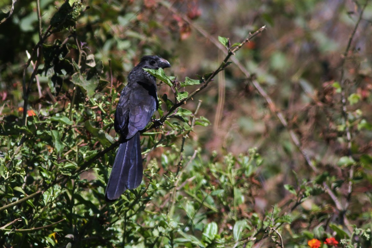 Groove-billed Ani - ML49145911