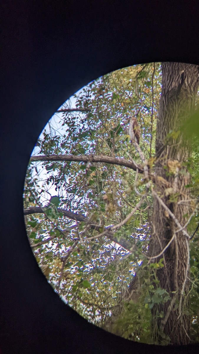 Cooper's Hawk - ML491459201