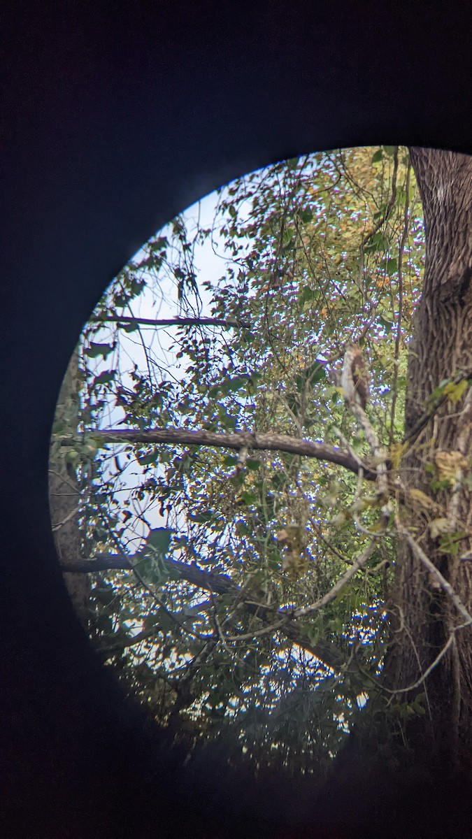 Cooper's Hawk - ML491459211