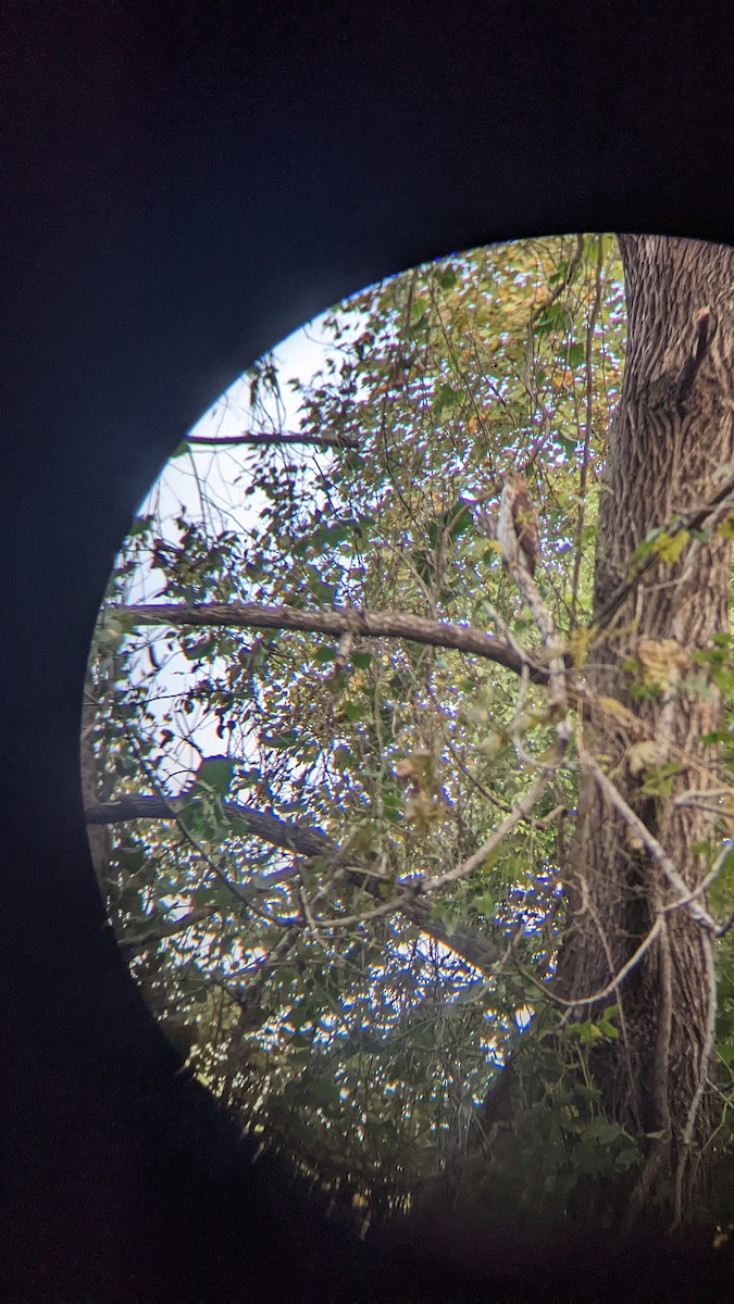 Cooper's Hawk - ML491459231